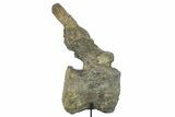 Fossil Sauropod Caudal Vertebra with Metal Stand - Colorado #335457-7